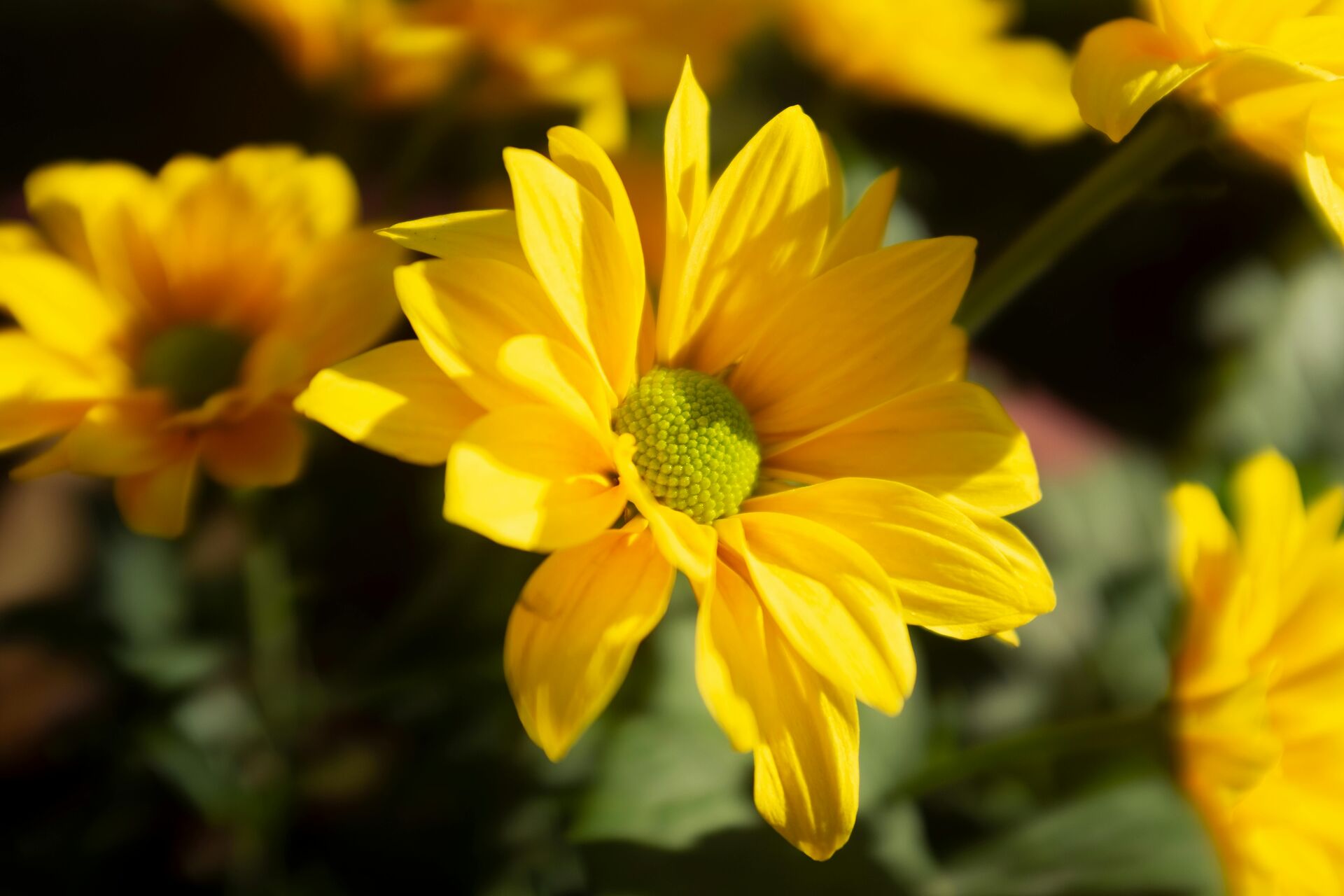 Yellow flowers on a table